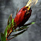 Portfolio No. 34 - Wombat - The Photography and Art Box
