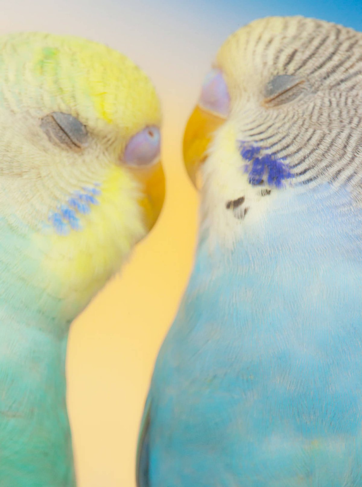 Couple de perruches - Wombat - The Photography and Art Box