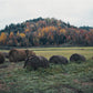 Portfolio No. 20 - Wombat - The Photography and Art Box